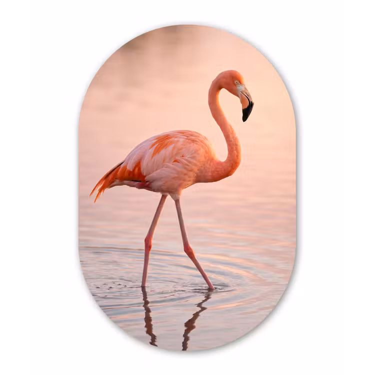 Flamingo - Water - Roze Wandcirkel Ovaal Forex klein -3d