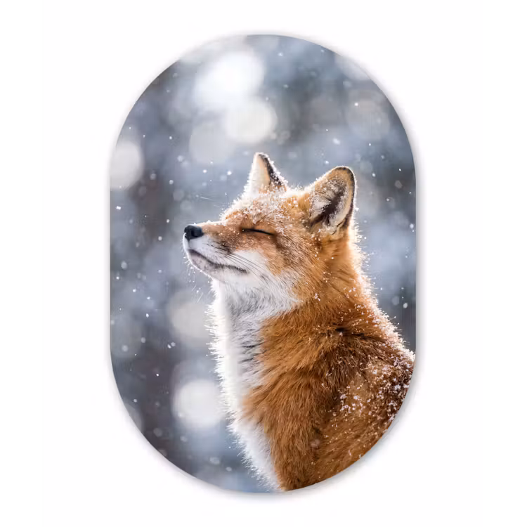 Vos - Sneeuwval - Portret - Winter - Sfeervol Wandcirkel Ovaal Forex klein -3d