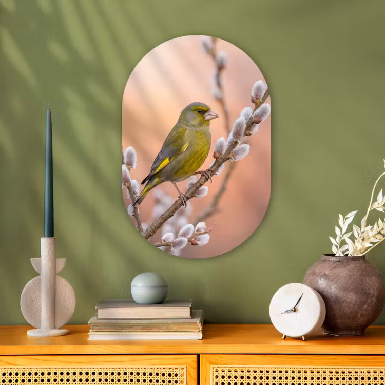 Groenling - Katjes - Lente - Natuur - Zacht Wandcirkel Ovaal Forex klein -sfeer2