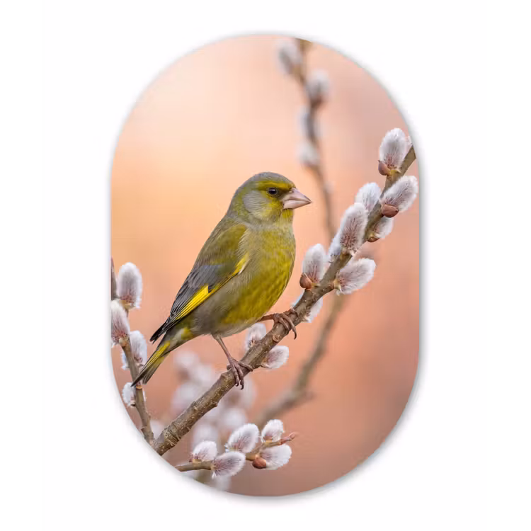 Groenling - Katjes - Lente - Natuur - Zacht Wandcirkel Ovaal Forex klein -3d