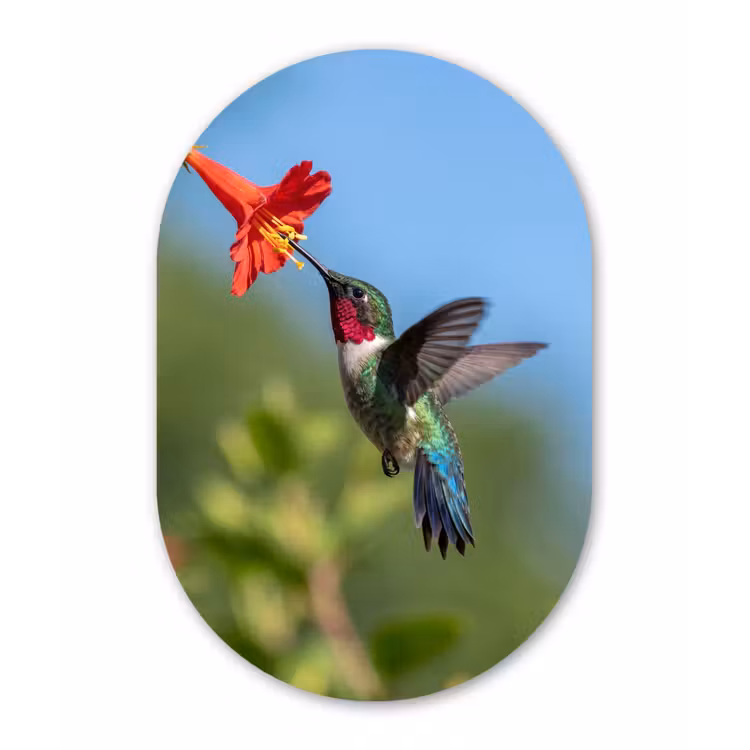 Kolibrie - Bloem - Natuur - Groen Wandcirkel Ovaal Forex klein -3d