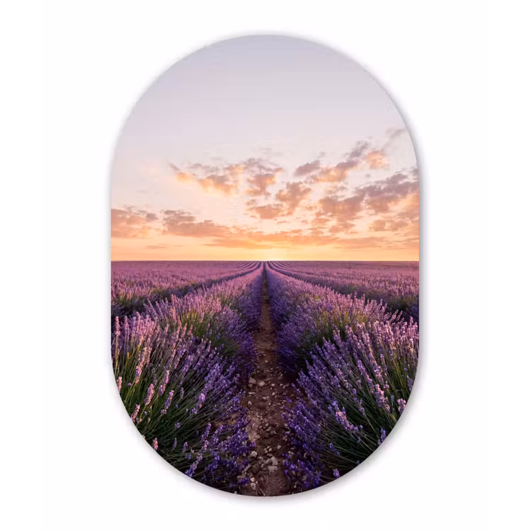Landschap - Lavendelveld - Paars Wandcirkel Ovaal Forex klein -3d