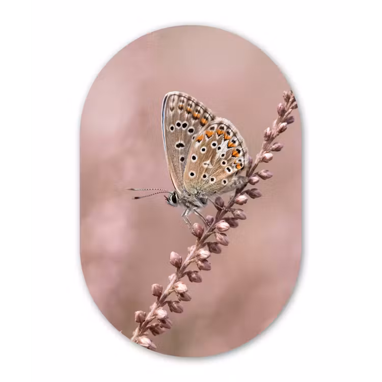 Lavendel - Vlinder - Paars Wandcirkel Ovaal Forex klein -3d