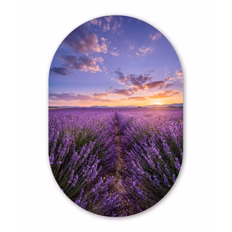 Lavendel - Veld - Natuur - Paars Wandcirkel Ovaal Forex klein -3d