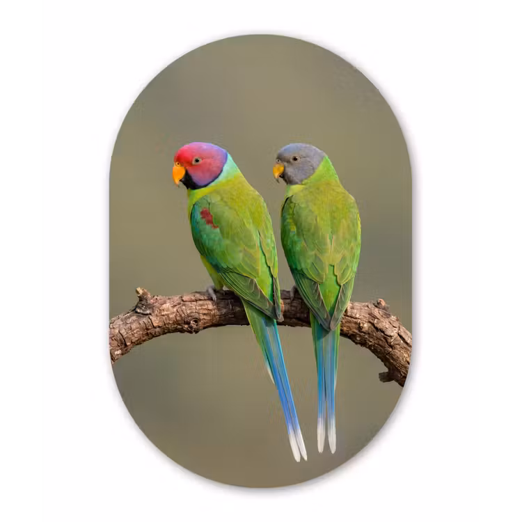 Papagaai - Tak - Natuur - Kleurrijk Wandcirkel Ovaal Forex klein -3d