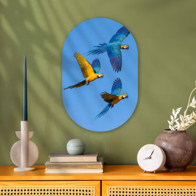 Papagaai - Vliegen - Blauw - Geel Wandcirkel Ovaal Forex klein -sfeer2