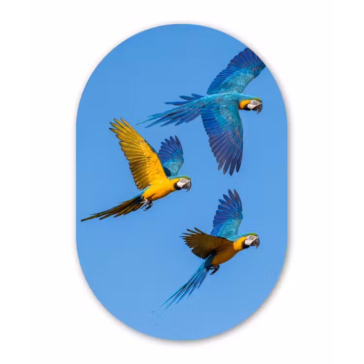 Papagaai - Vliegen - Blauw - Geel Wandcirkel Ovaal Forex klein -3d