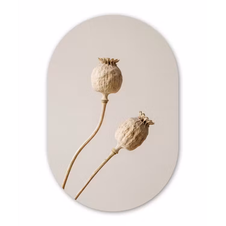 Papaverbollen - Droogbloemen - Minimalistisch - Beige - Rustig Wandcirkel Ovaal Forex klein -3d