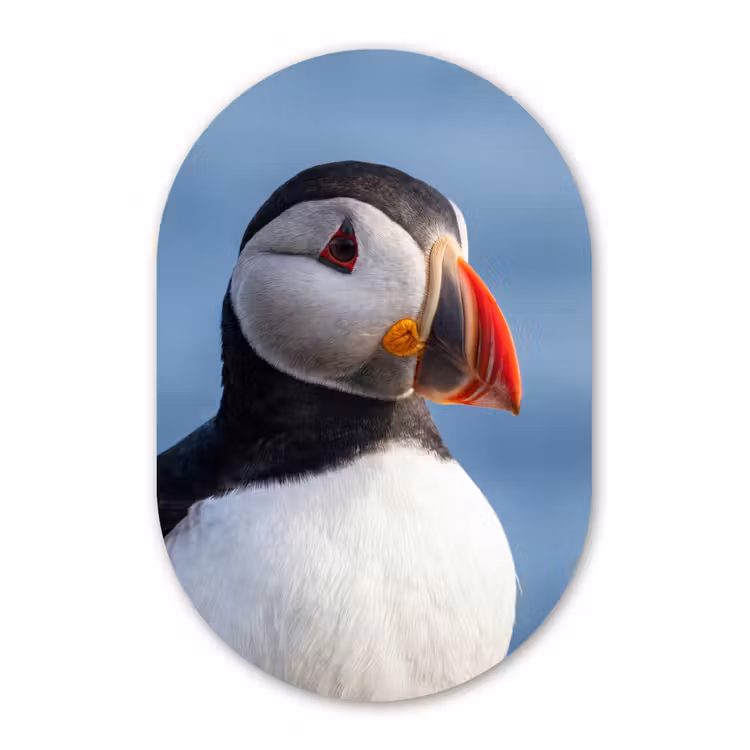 Papegaaiduiker - Portret - Natuur Wandcirkel Ovaal Forex klein -3d