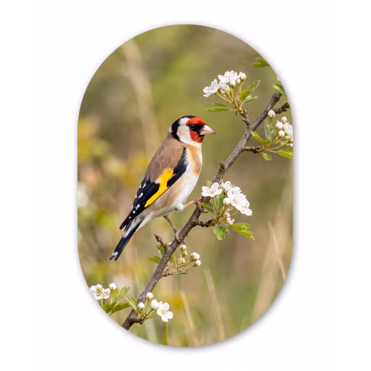 Putter - Bloesem - Lente - Natuur - Kleurrijk Wandcirkel Ovaal Forex klein -3d