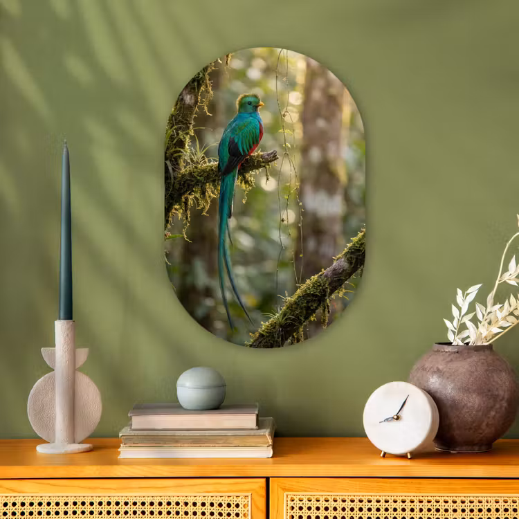 Quetzal - Jungle - Natuur - Groen Wandcirkel Ovaal Forex klein -sfeer2