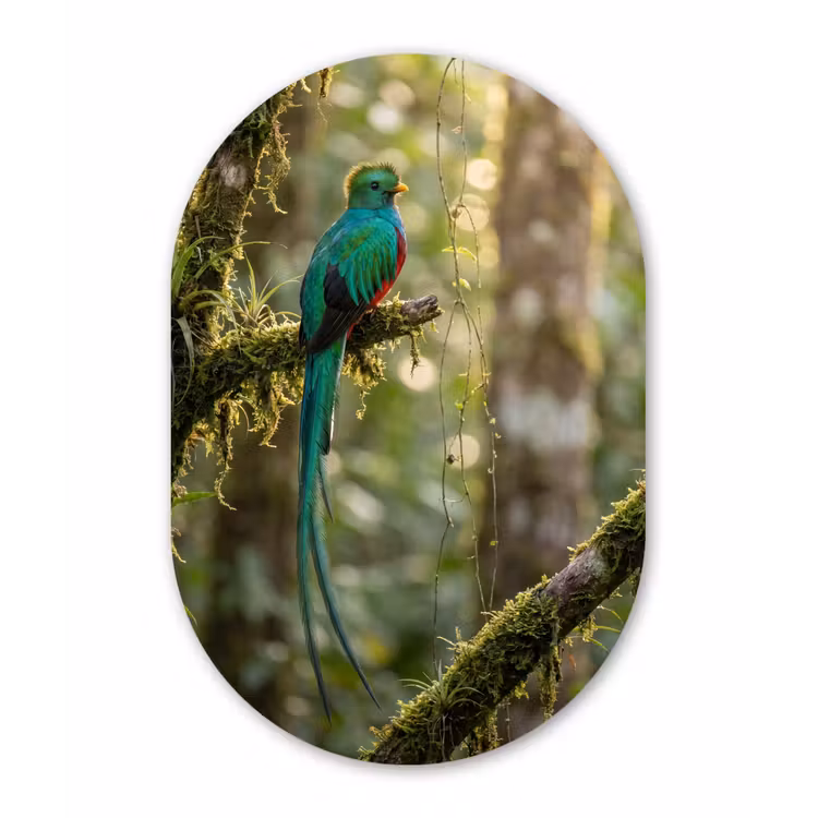 Quetzal - Jungle - Natuur - Groen Wandcirkel Ovaal Forex klein -3d