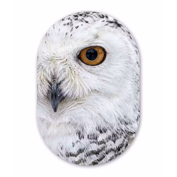 Sneeuwuil - Oog - Wildlife - Wit Wandcirkel Ovaal Forex klein -3d