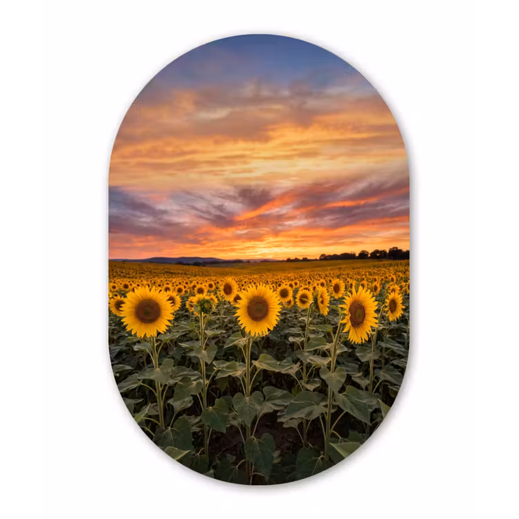 Zonnebloemen - Heuvellandschap - Geel Wandcirkel Ovaal Forex klein -3d