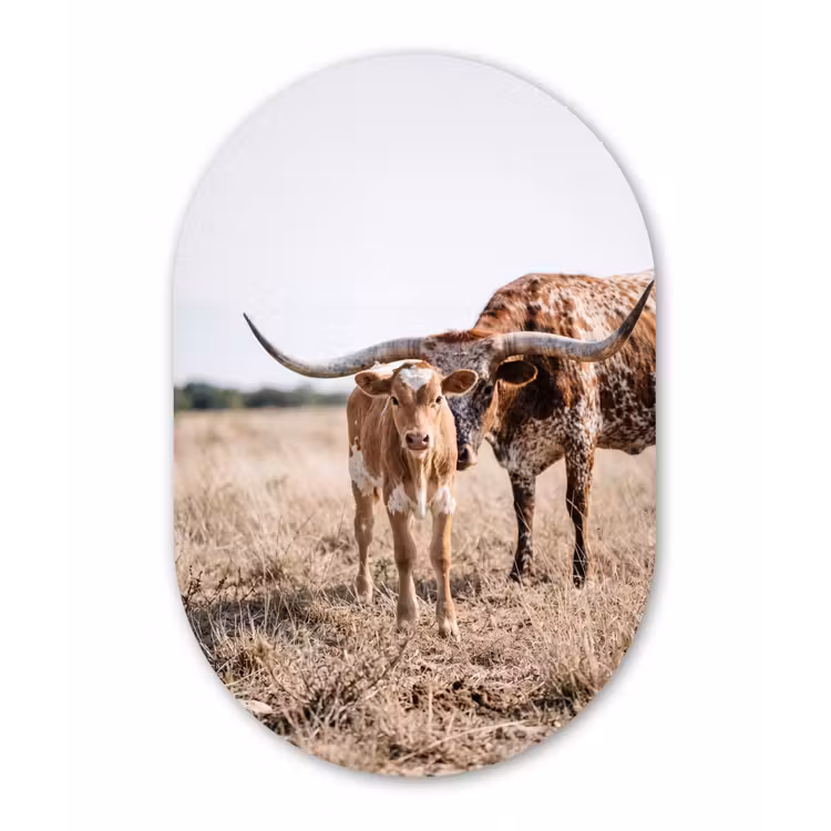 Texas Longhorn - Kalf - Weide - Dieren Wandcirkel Ovaal Forex klein -3d