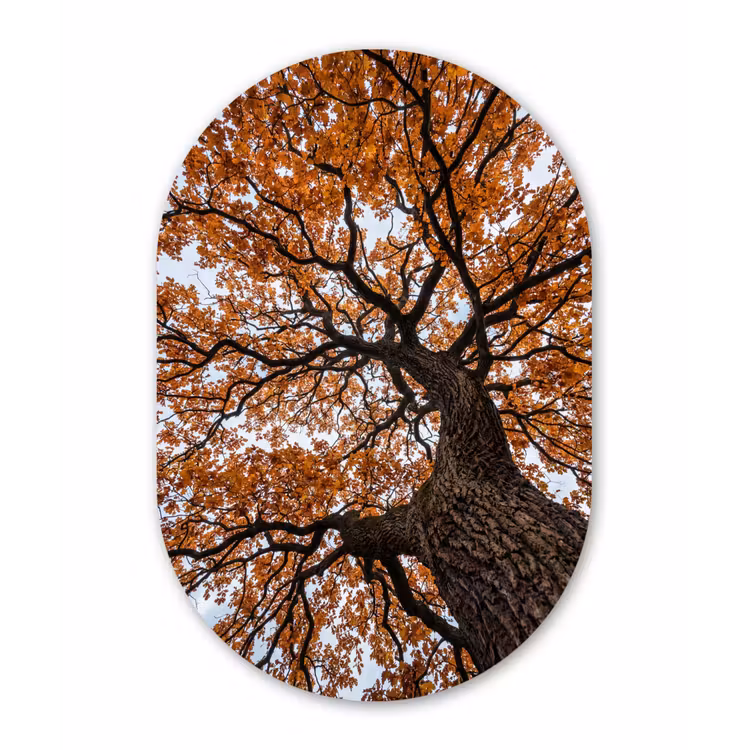 Boom - Bladerdak - Herfst - Oranje - Sfeervol Wandcirkel Ovaal Forex klein -3d