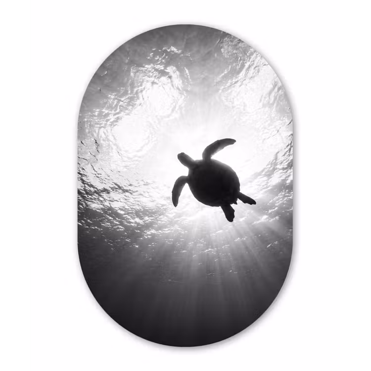 Schildpad - Onderwater - Lichtstralen - Oceaan - Zwart-wit Wandcirkel Ovaal Forex klein -3d