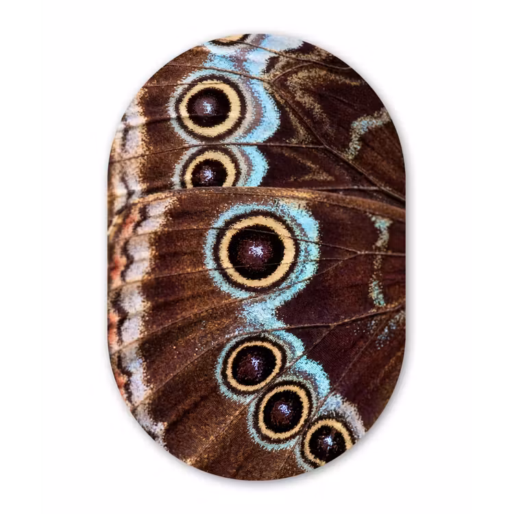 Vleugels - Vlinder - Blauw Wandcirkel Ovaal Forex klein -3d
