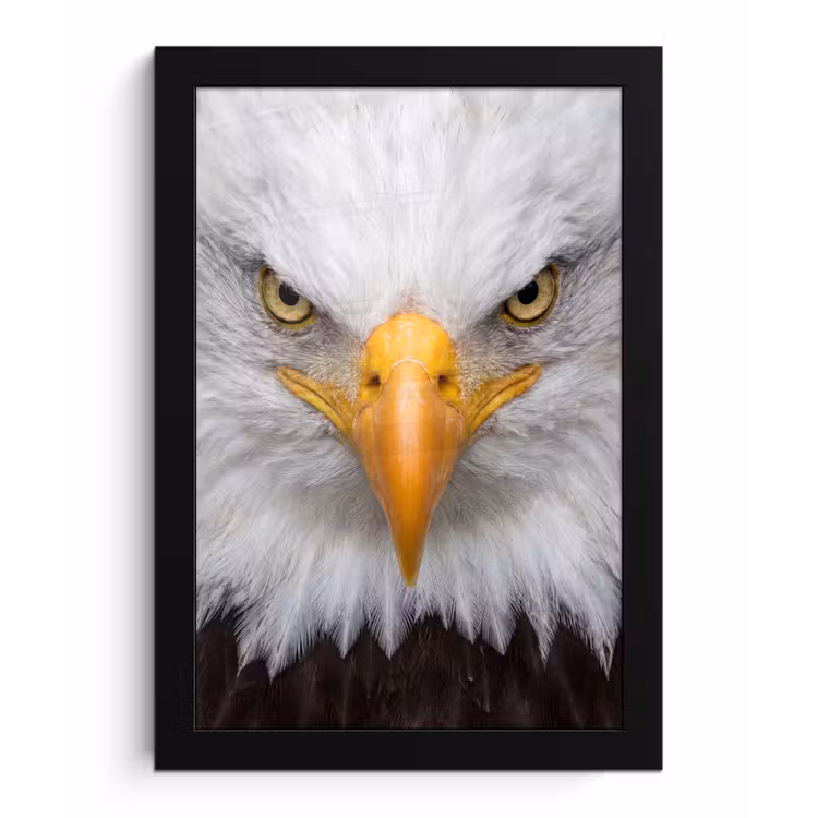 Amerikaans - Zeearend - Portret - Geel fotolijst zwart zonder passe partout klein -3d