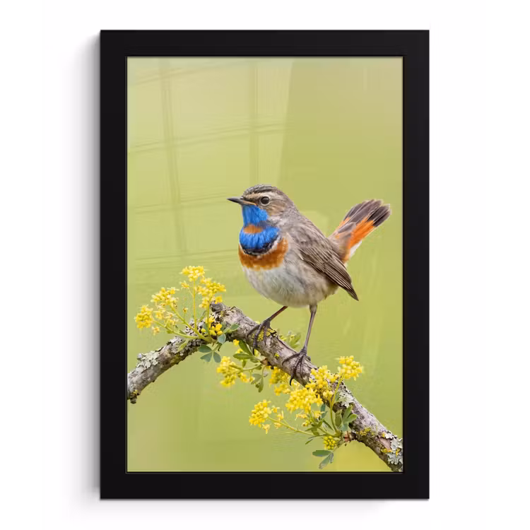 Vogel - Tak - Natuur - Kleurrijk fotolijst zwart zonder passe partout klein -3d