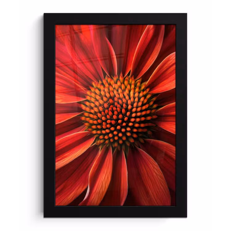 Close up - Bloem- Rood fotolijst zwart zonder passe partout klein -3d