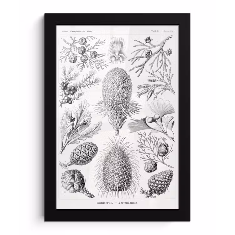 Coniferen - Ernst Haeckel - Kunst - Retro - Illustratie - Natuur fotolijst zwart zonder passe partout klein -3d