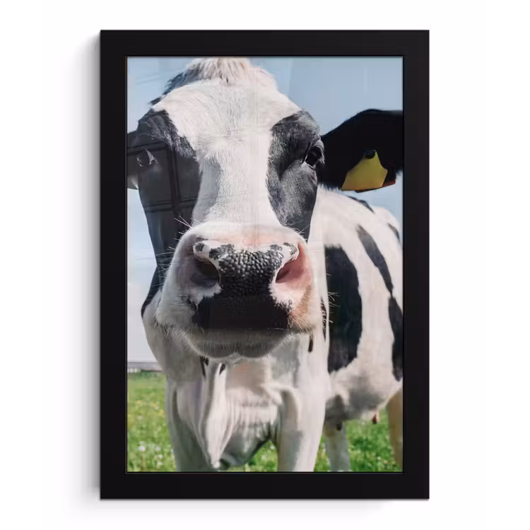 Koe - Weiland - Natuur - Dieren - Gras fotolijst zwart zonder passe partout klein -3d