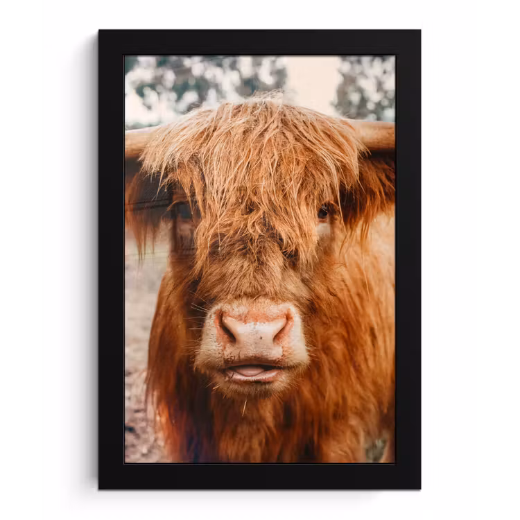 Koe- Schotse hooglander - Hoorns - Bruin - Landschap fotolijst zwart zonder passe partout klein -3d