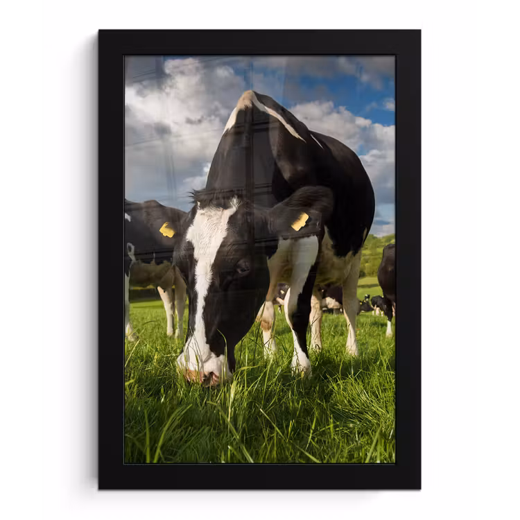 Koeien - Dieren - Gras - Weiland - Boerderij fotolijst zwart zonder passe partout klein -3d