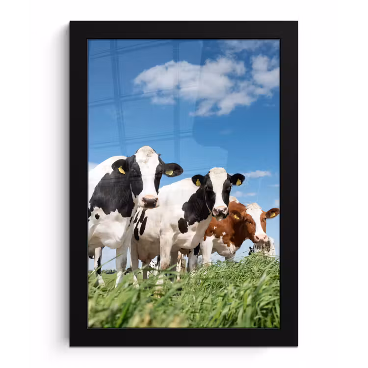Koeien - Platteland - Weiland - Natuur - Dieren fotolijst zwart zonder passe partout klein -3d