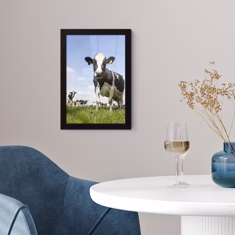 Koeien - Gras - Dieren - Zon - Boerderij fotolijst zwart zonder passe partout klein -sfeer4