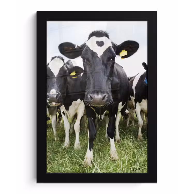 Koeien - Gras - Lente - Dieren - Weiland - Boerderij fotolijst zwart zonder passe partout klein -3d