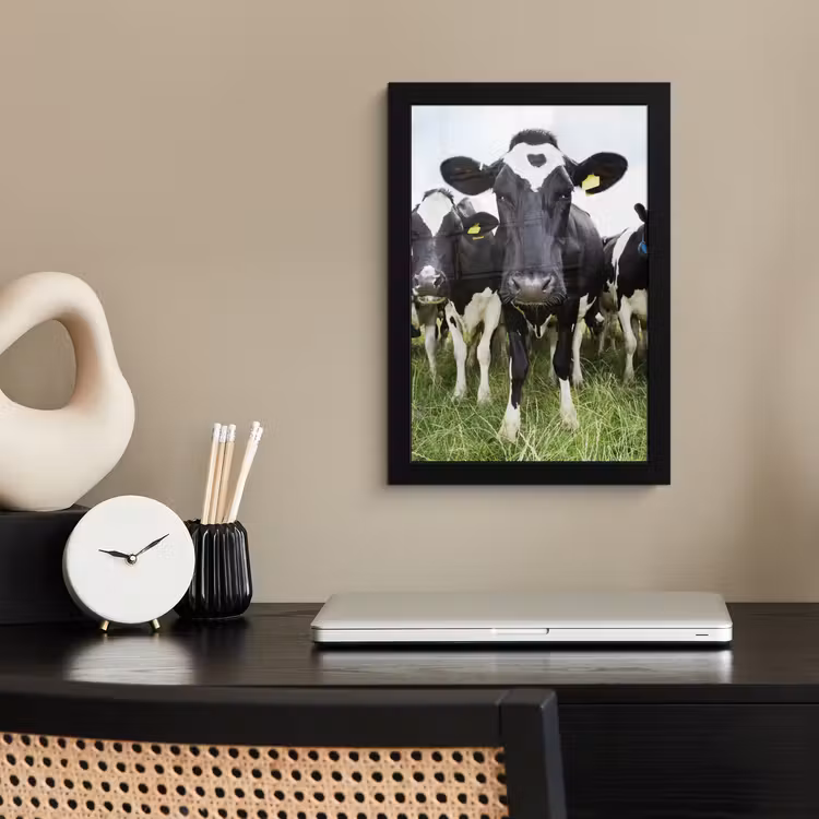 Koeien - Gras - Lente - Dieren - Weiland - Boerderij fotolijst zwart zonder passe partout klein -sfeer1