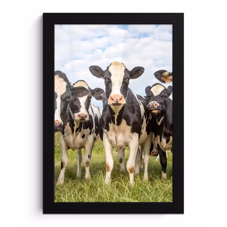 Koeien - Weiland - Dieren - Natuur - Gras fotolijst zwart zonder passe partout klein -3d