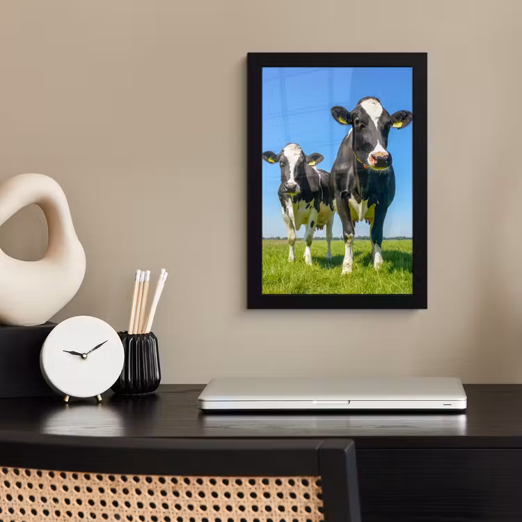 Koeien - Weiland - Gras - Dieren - Boerderij fotolijst zwart zonder passe partout klein -sfeer1
