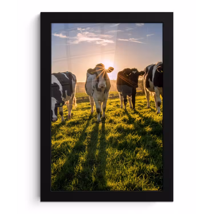 Koeien - Zon - Gras - Dieren - Boerderij fotolijst zwart zonder passe partout klein -3d
