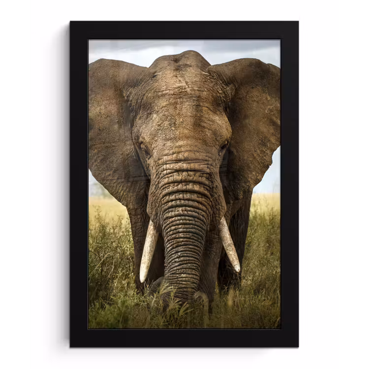 Olifant - Natuur - Gras - Dieren - Landschap fotolijst zwart zonder passe partout klein -3d