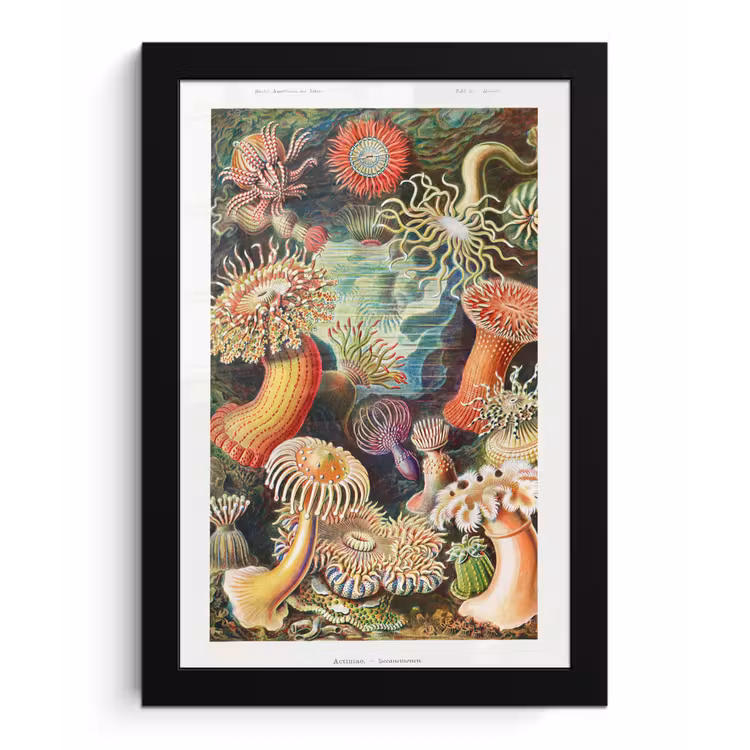 Ernst Haeckel - Anemoon - Retro - Natuur - Planten - Zee fotolijst zwart zonder passe partout klein -3d