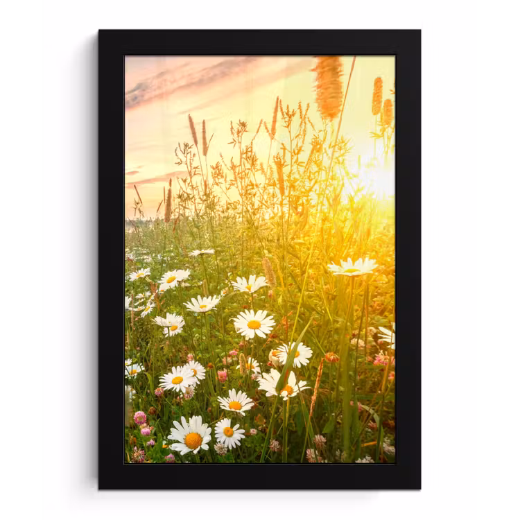 Bloemen - Madelief - Natuur - Zon - Horizon fotolijst zwart zonder passe partout klein -3d