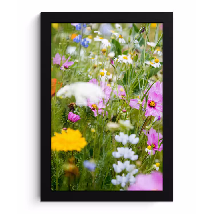Bloemen - Natuur - Groen - Gras - Paars - Wit fotolijst zwart zonder passe partout klein -3d
