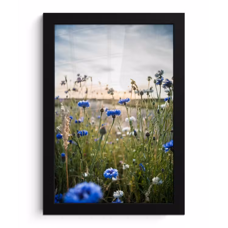 Bloemen - Zomer - Korenbloem - Blauw - Zon - Wolken fotolijst zwart zonder passe partout klein -3d