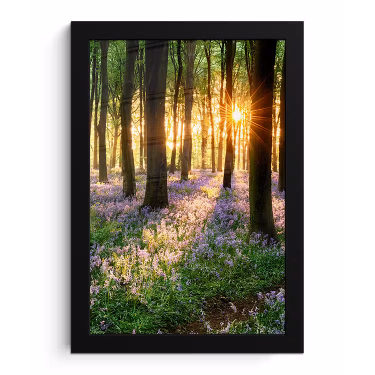 Bos - Bloemen - Lavendel - Zon - Paars - Natuur fotolijst zwart zonder passe partout klein -3d