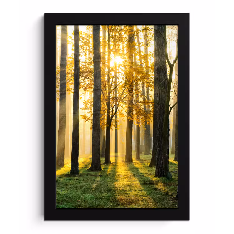 Bos - Zon - Bomen - Gras - Landschap - Natuur fotolijst zwart zonder passe partout klein -3d