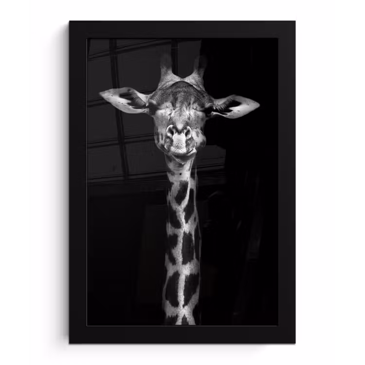Giraffe - Portret - Dieren - Zwart - Wit fotolijst zwart zonder passe partout klein -3d