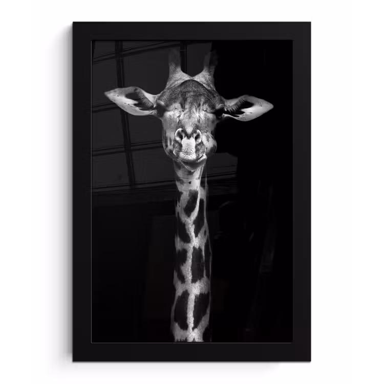 Giraffe - Portret - Dieren - Zwart - Wit fotolijst zwart zonder passe partout klein -3d
