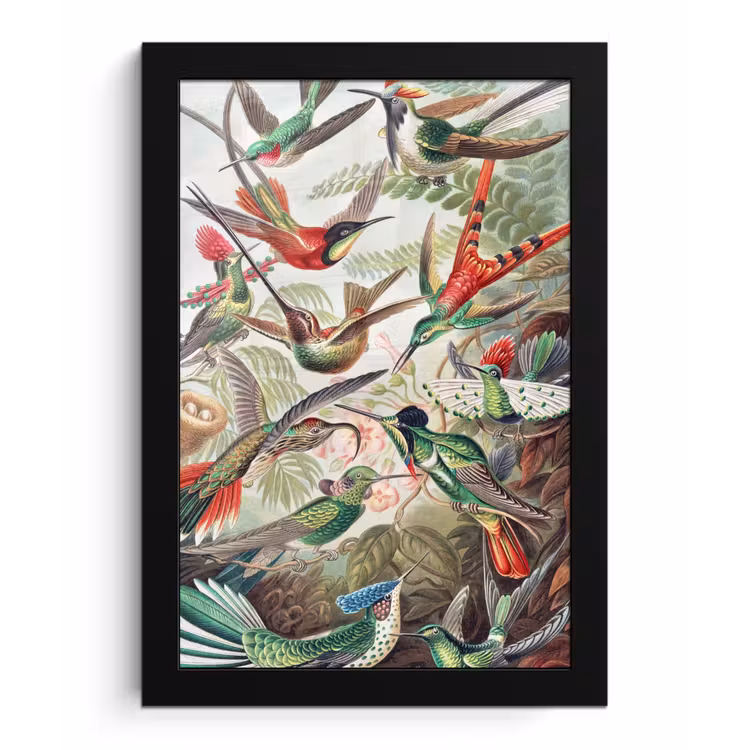 Kolibrie - Vintage - Ernst Haeckel - Vogel - Kunst - Natuur fotolijst zwart zonder passe partout klein -3d