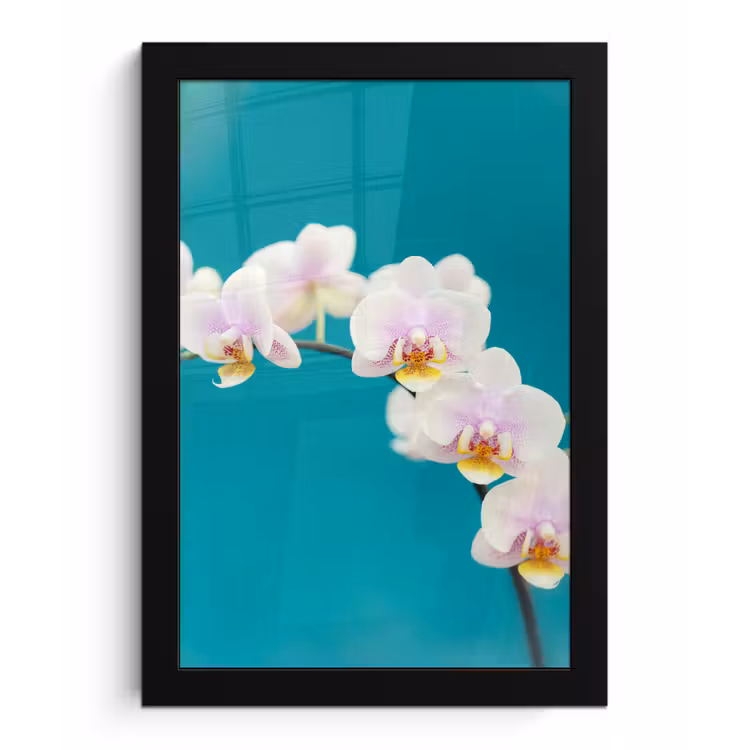 Orchidee - Bloemen - Plant - Wit - Paars fotolijst zwart zonder passe partout klein -3d