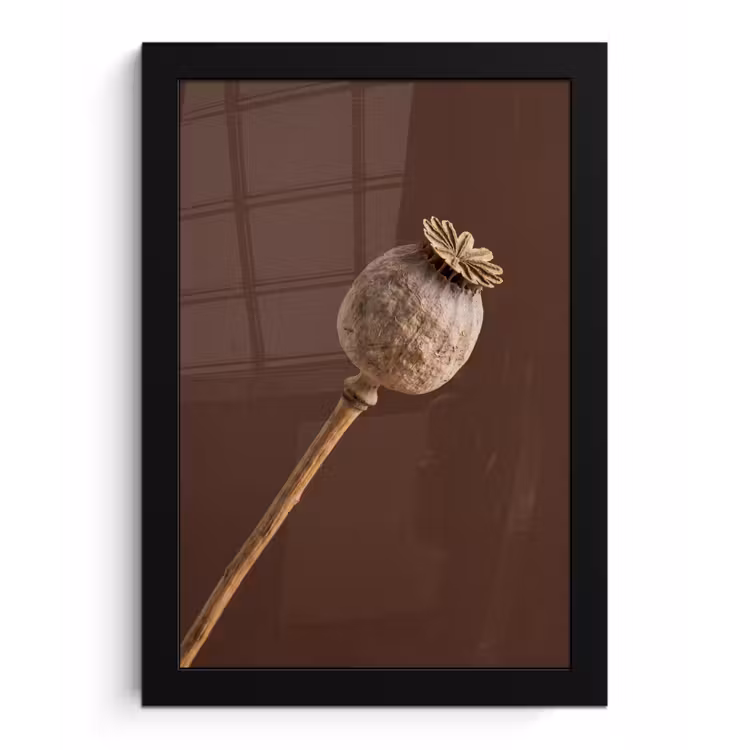Papaverbol - Droogbloem - Bruin - Minimalistisch fotolijst zwart zonder passe partout klein -3d