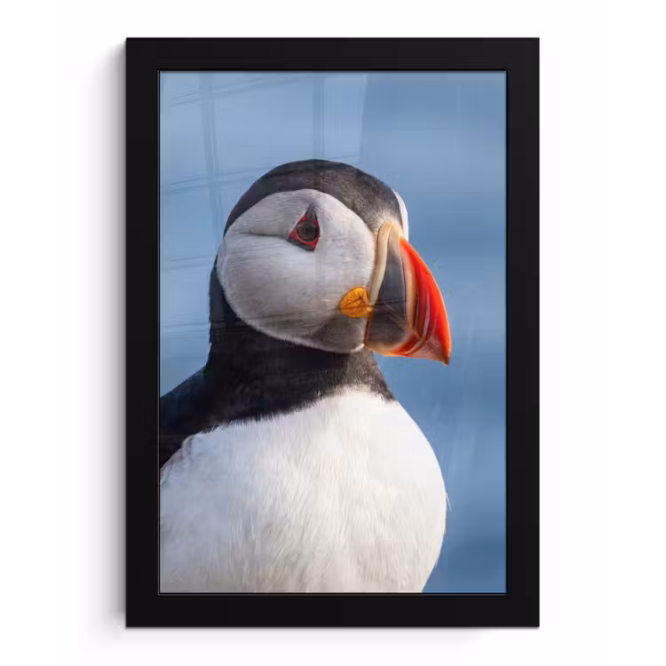 Papegaaiduiker - Portret - Natuur fotolijst zwart zonder passe partout klein -3d