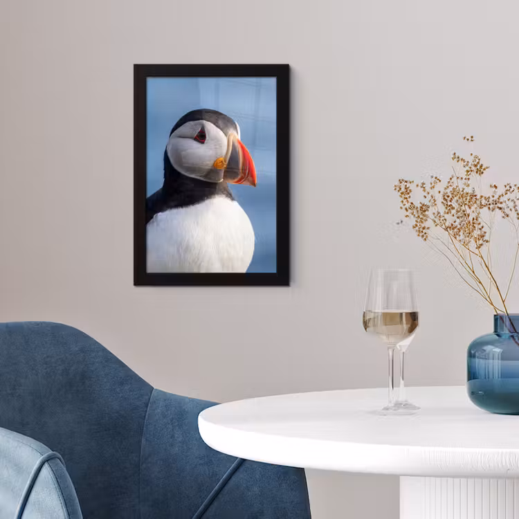 Papegaaiduiker - Portret - Natuur fotolijst zwart zonder passe partout klein -sfeer4